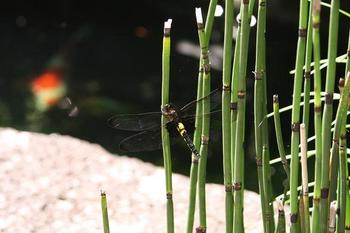画像(350x233)・拡大画像(584x389)